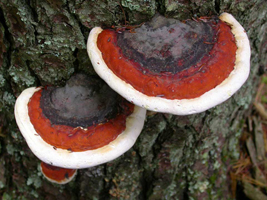 Fomitopsis pinacola, top view.